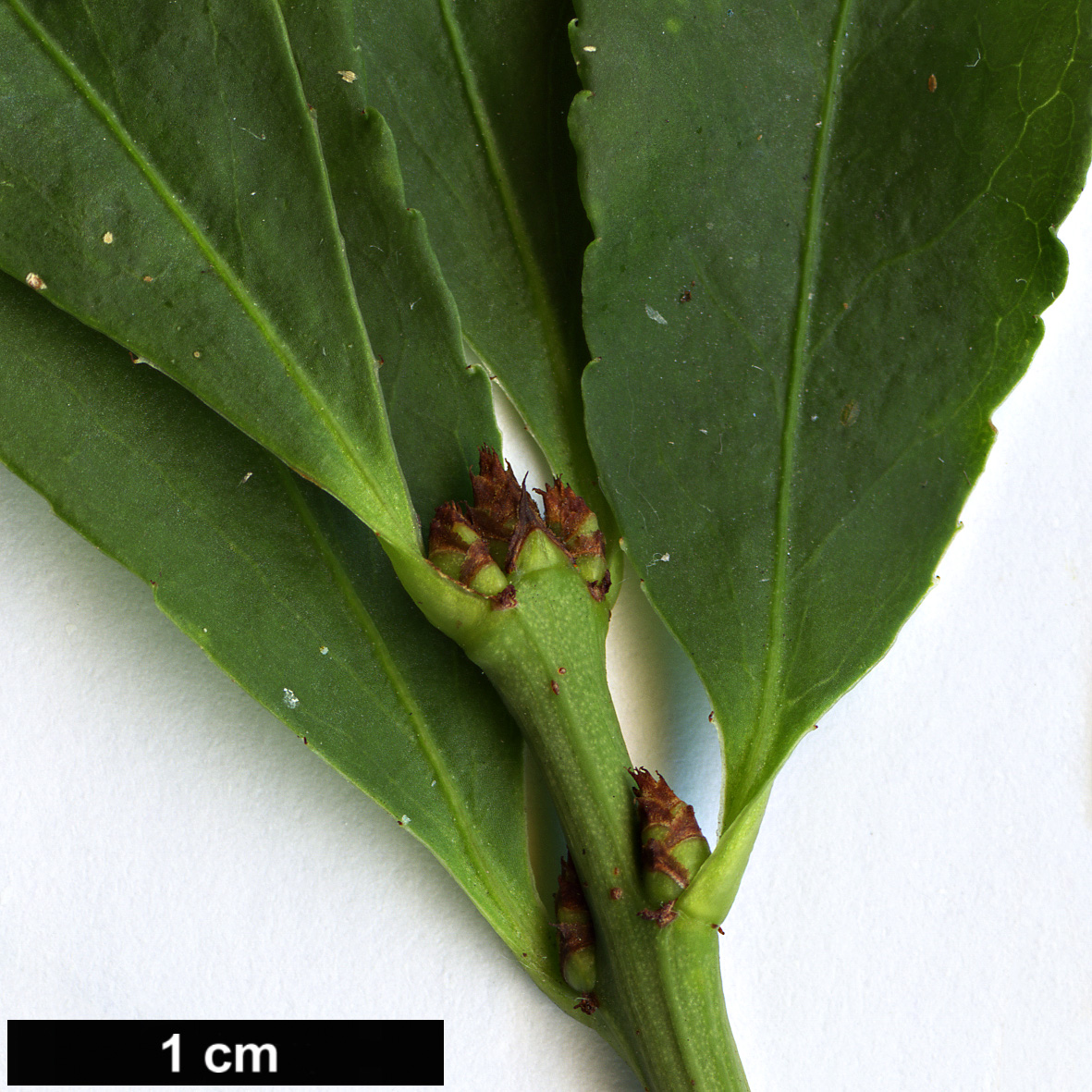 High resolution image: Family: Celastraceae - Genus: Euonymus - Taxon: alatus - SpeciesSub: var. ciliatodentatus